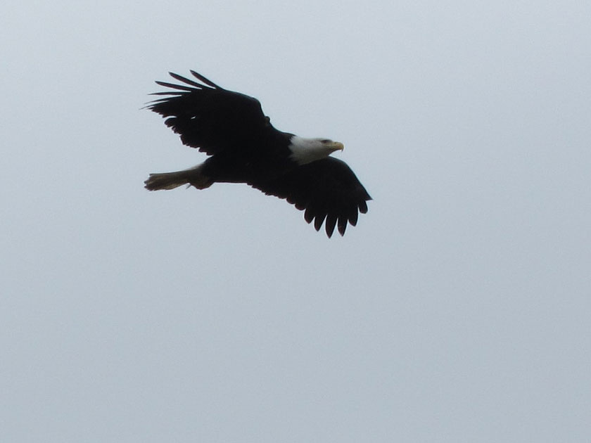 bald eagle soaring