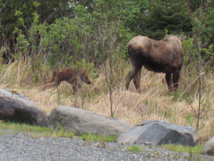 two moose
