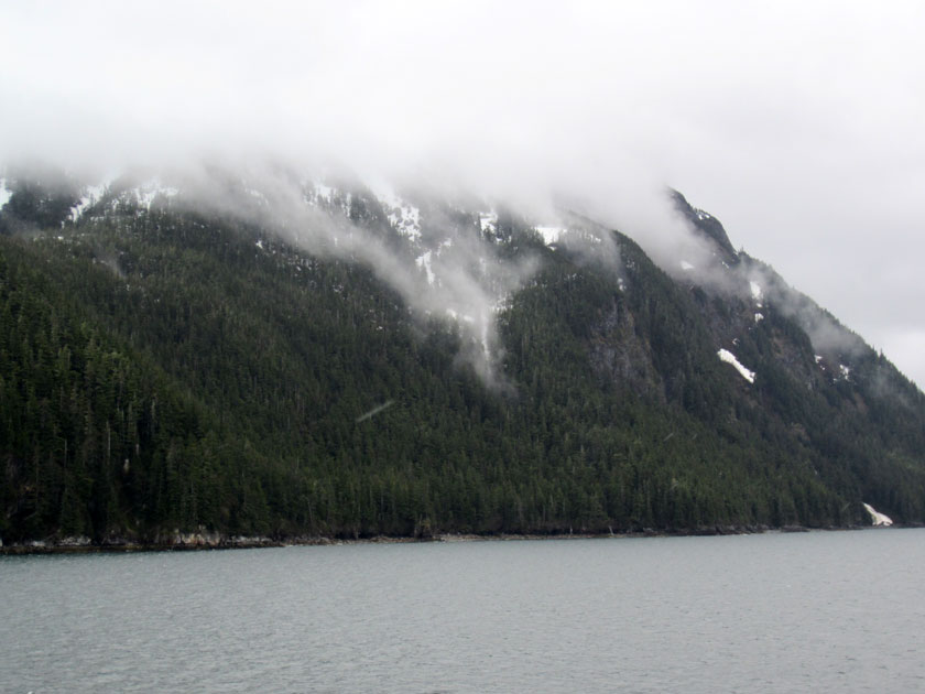 forest on a mountain in the fog