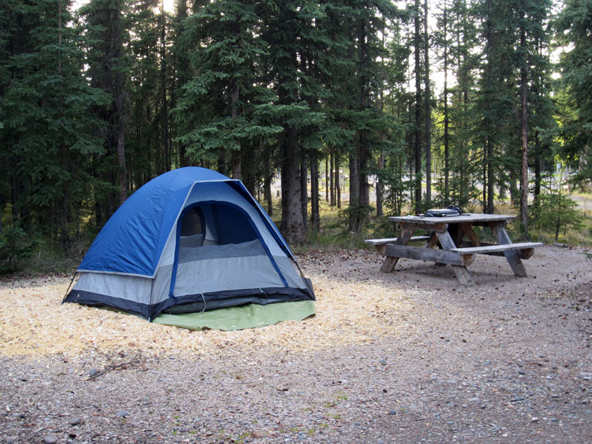 a tent and picnic table next to some spruce trees
