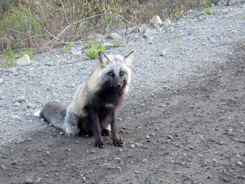 fox