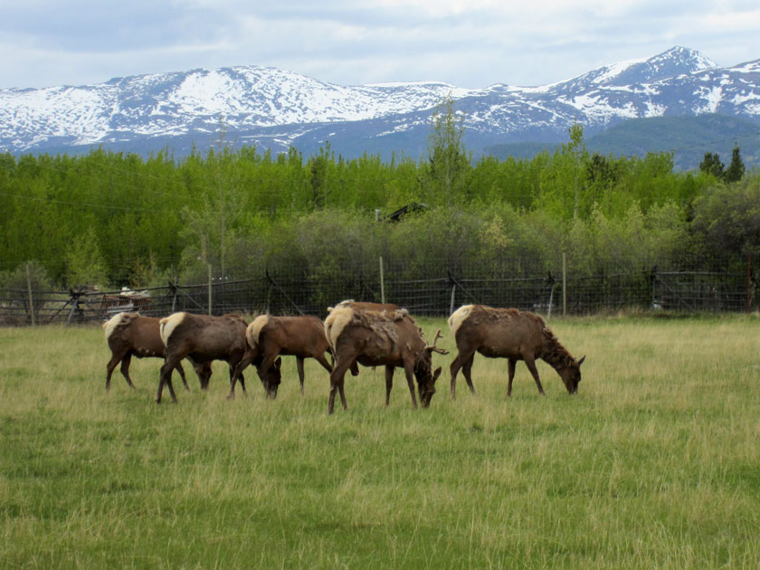 herd of elk grazing