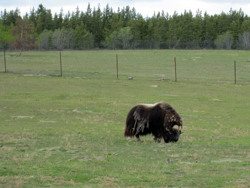muskox grazing
