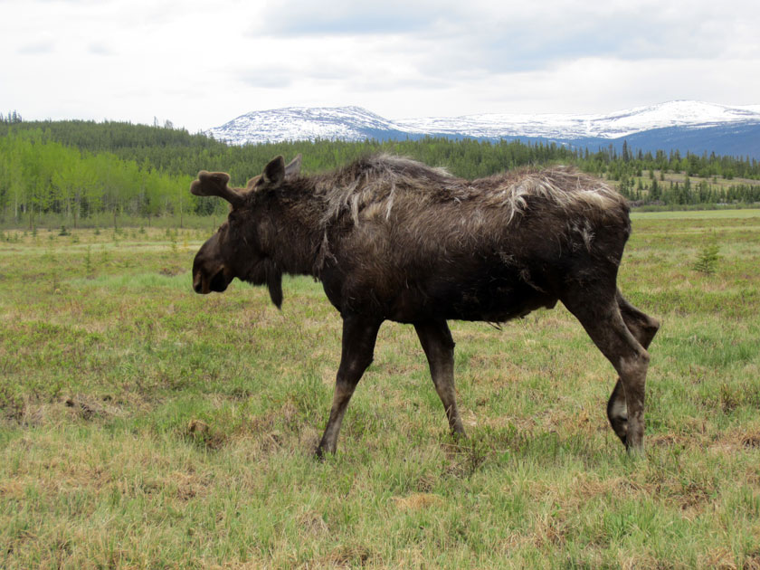 moose bull
