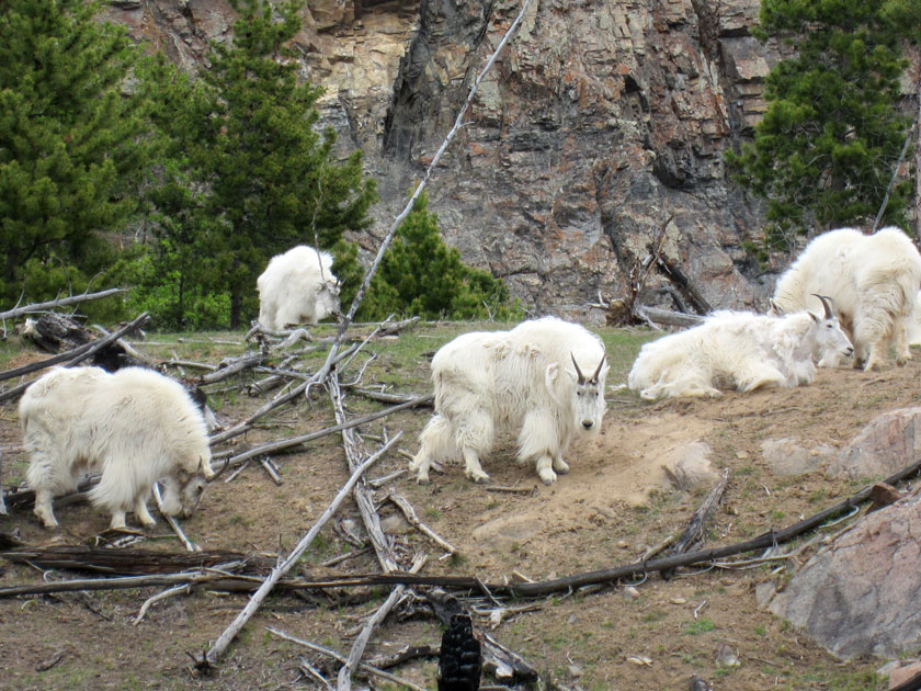 group of mountain goats on a dirt hill