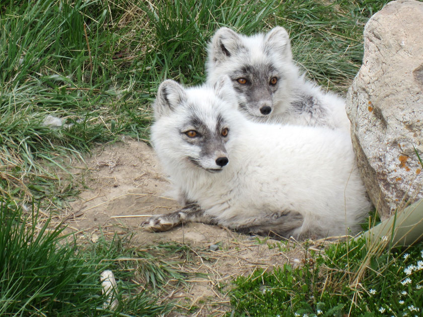 two foxes sitting together