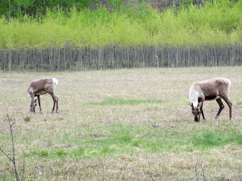 two caribou in a field