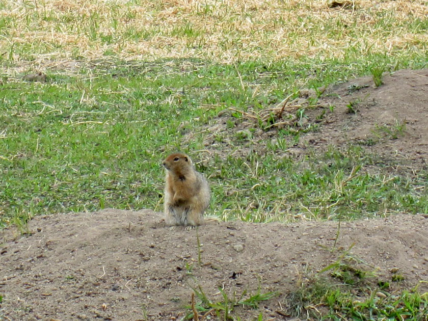 ground squirrel looking around