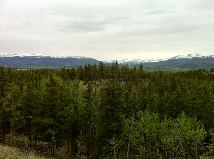 forest with mountains in the distance