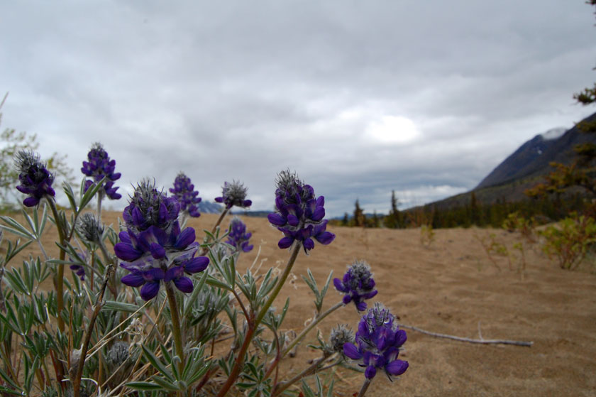 purple Yukon Lupine flowers