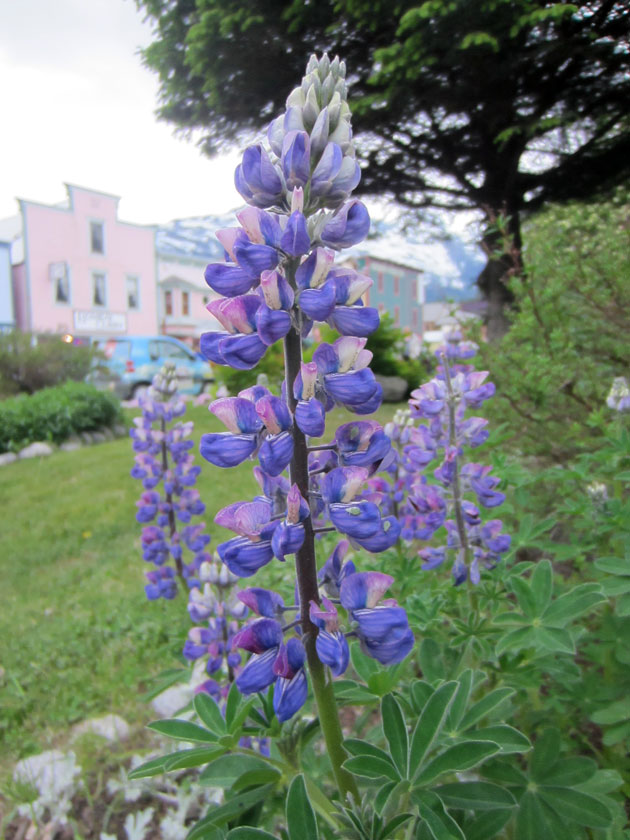 close in view of a purple lupine flower