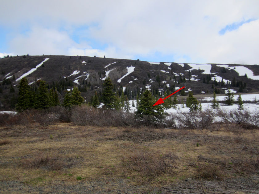 spruce trees and snow
