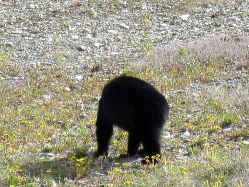 black bear standing in dandelions