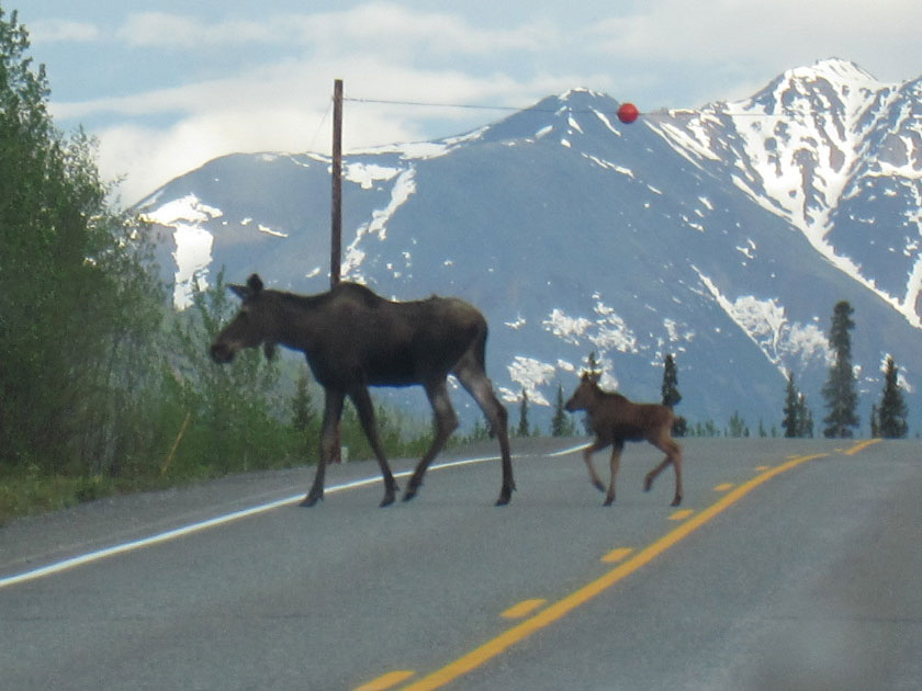 moose cow and calf crossing a road