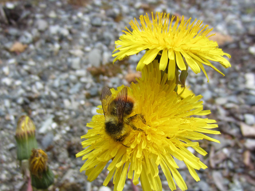 close up of a dandelion with a bee collecting pollen