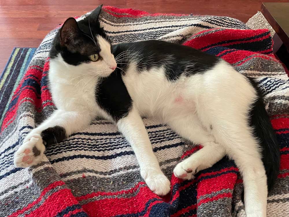 a small black and white cat lying on a blanket