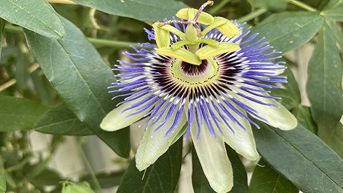 close up of a passion flower blossom about 2 inches across with dozens of feathery purple spines opened up to display a stamen with five pistils