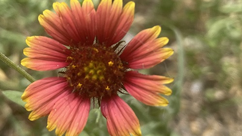 close up of a red and yellow gaillardia bloom